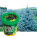 Набор для выращивания растений Вырасти Дерево! Ель канадская голубая zk-048 (3) в Москве купить